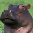 hippopotamus