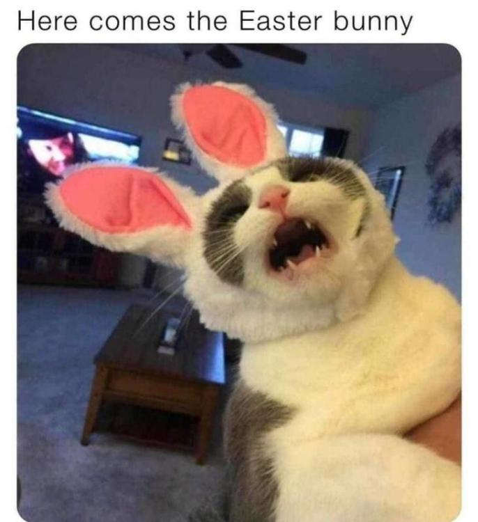 image.thumb.jpeg.0f0eb53bc11b3351c4cf609fd5764476.jpeg