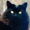 brat352