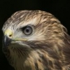 Buizerd