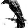 Kostik Raven